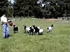 Myotonic goats